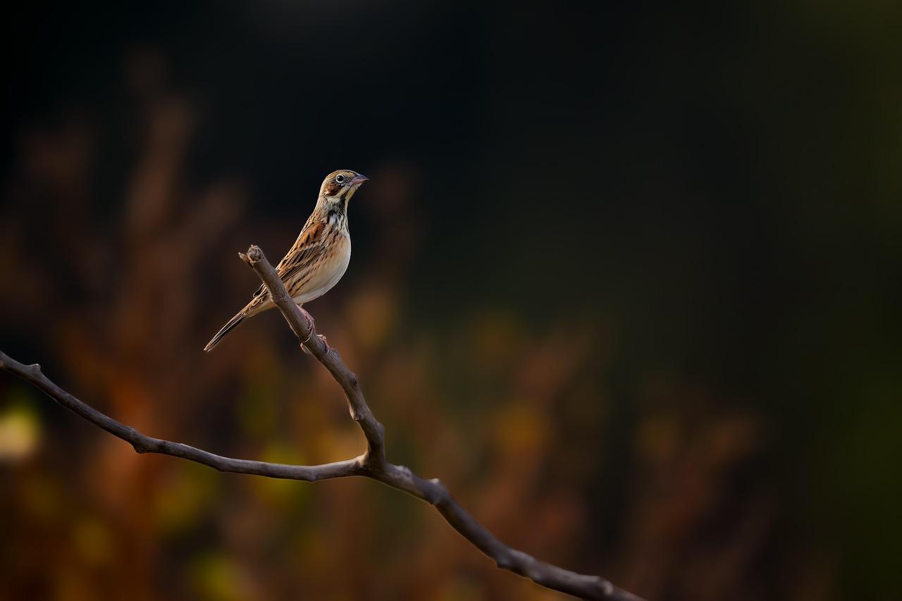 Affordable Dental Checkups for the Whole Family